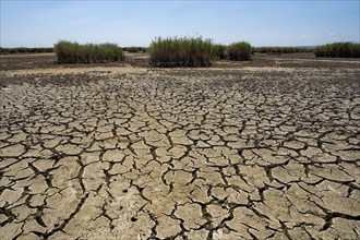 Heavily desiccated soil of Lake Neusiedl, Lake Neusiedl-Seewinkel National Park, Illmitz,