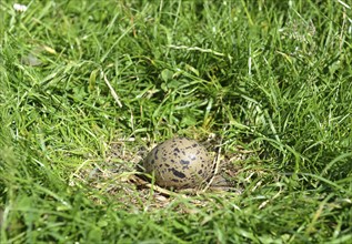 Clutch of the northern lapwing (Vanellus vanellus)