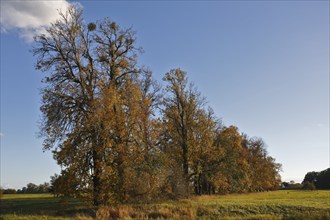 Autumn atmosphere in the floodplain, row of trees in the evening light, Middle Elbe Biosphere