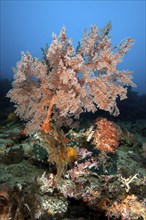 Solitary growing soft coral (Melithea) with extended polyps filtering plankton from the current,