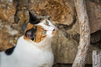 Tricolour cat, attentive view, old town of Mojácar, Almería, Andalusia, Spain, Europe