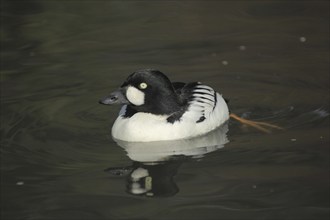 Common Goldeneye (Bucephala clangula), male, swimming, foot, diving ducks, diving duck, Aythyinae,