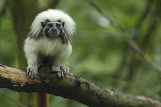 Liszt's (Callitrichidae) monkey, pinché monkey, monkey, tamarin, tamarin, marmoset, cotton-top