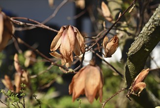 Frost damage to magnolia, Germany, Europe