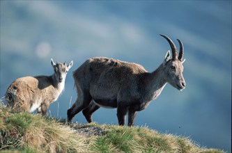 Alpine Ibex (Capra ibex), female with kid, Switzerland, alps, side, Europe