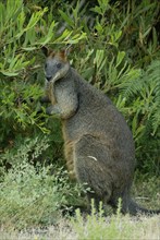 Swamp wallaby (Wallabia bicolor)