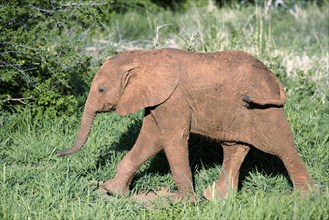 Young African Elephant (Loxodonta africana), Madikwe National Park, South Africa nian african