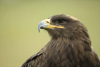 Steppe Eagle (Aquila nipalensis), portrait, captive