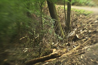 Forest damage in the Sauerland region has caused about 40 % of the spruce stand, especially in