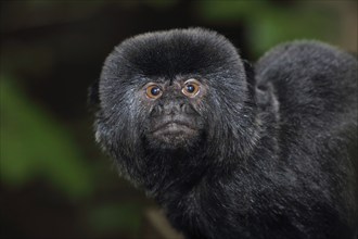 Goeldi's marmoset (Callimico goeldii), adult, portrait, captive