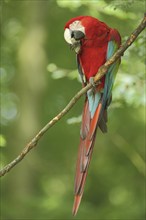 Red-and-green macaw (Ara chloropterus), adult, feeding, captive