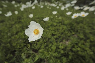 Snowdrop anemone (Anemone sylvestris), flower meadow, habitat, Liliental, Kaiserstuhl, Breisgau,