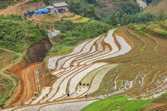 SAPA, VIETNAM, JUNE 10, 2011: Unidentified people working in rice field terraces (rice paddy) near