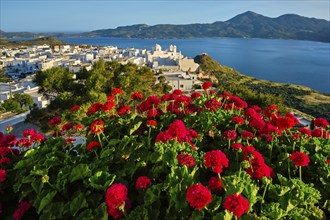 Red geranium flowers with Greek village Plaka in background on Milos island in Greece