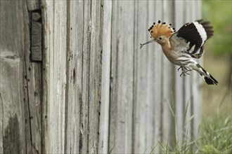 Hoopoe (Upupa epops) flies with food to the artificial nest hole in a barn, Lower Austria, Austria,