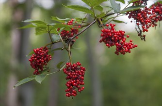 Fruits of the red elder (Sambucus racemosa), Münsterland, North Rhine-Westphalia, Germany, Europe