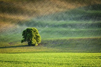 Lonely tree in ploughed field, Moravia, Czech Republic, Europe