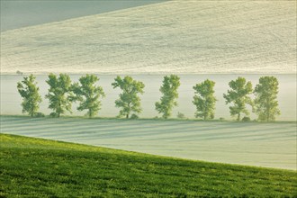 Moravian rolling landscape with trees in early morning haze. Moravia, Czech Republic, Europe