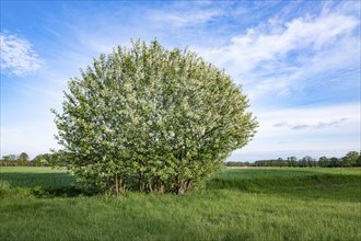 European bird cherry (Prunus padus), flowering, Lower Saxony, Germany, Europe