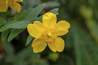 Flower, St John's Wort (Hypericum), ornamental form, Upper Beeding, South Downs, West Sussex,