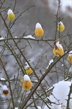 Winter, apple tree, Germany, Europe