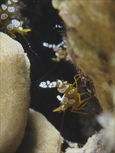 Squat shrimp (Thor amboinensis), sexy shrimp, dive site house reef, Mangrove Bay, El Quesir, Red