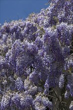 Flowering blue vine (Wisteria), Baden-Württemberg. Germany