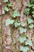 Common ivy (Hedera helix) growing up a tree in a forest, detail, Upper Palatinate, Bavaria,