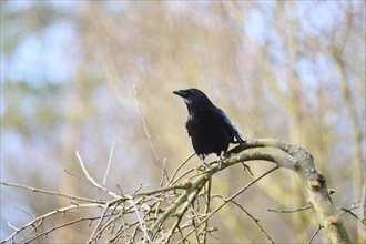 Carrion crow (Corvus corone) sitting on a branch, Bavaria, Germany, Europe