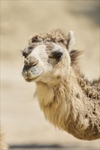 Dromedary (Camelus dromedarius), portrait, Spain, Europe