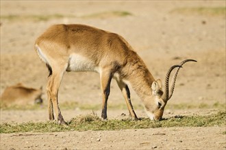 Southern lechwe (Kobus leche) next to a water pond in the dessert, captive, distribution Africa