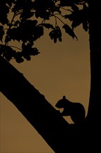 Grey squirrel (Sciurus carolinensis) adult animal in a tree at sunset, Suffolk, England, United