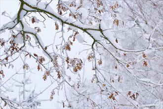 Wintertime, Oak, Saxony, Germany, Europe