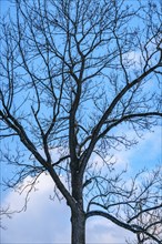 Leafless treetop, branches, winter, in front of blue sky, Ternitz, Lower Austria, Austria, Europe