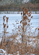 Wild teasel (Dipsacus fullonum) in winter, snow-covered meadow, Ternitz, Lower Austria, Austria,