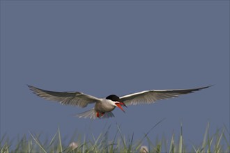 Common Tern (Sterna hirundo), flight study, animal in flight, Lower Saxon Wadden Sea National Park,