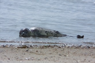 Common harbor seal (Phoca vitulina) Lower Saxony Wadden Sea National Park, Lower Saxony, Germany,