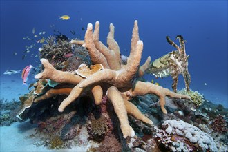 Broad-armed Sepia or broadclub cuttlefish (Sepia latimanus), right, hiding behind Acropora stony