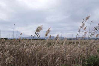 Common reed (Phragmites australis), landscape, nature reserve, biotope, reeds, Parc natural de