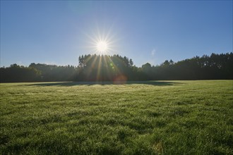 Meadow landscape, forest, sky, sunrise, beeches, Odenwald, Baden-Württemberg, Germany, Europe