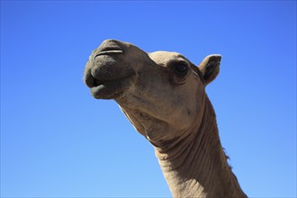 Camels, Oman, Asia