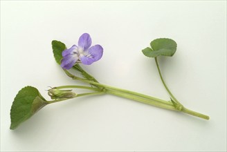 Violet, fragrant violet, medicinal plant, herb, wild plant, medicinal use, Viola odorata, Viola