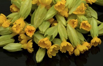 Common cowslip (Primula officinalis), cowslip, apothecary primrose, medicinal plant, flowers