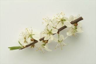 Flower of blackthorn (Prunus spinosa), blackthorn, medicinal plant, fruits, flowers and bark of