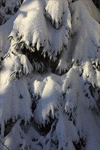 Winter landscape in the Fichtelgebirge, Bayreuth district, Upper Franconia, Bavaria, Germany,