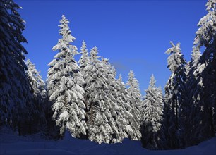 Winter landscape in the Fichtelgebirge, Bayreuth district, Upper Franconia, Bavaria, Germany,