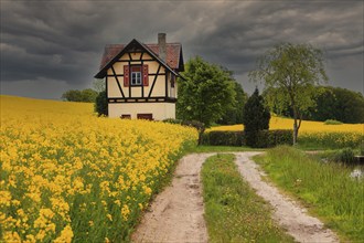 Small half-timbered house surrounded by flowering rape fields, Bamberg, Upper Franconia, Germany,