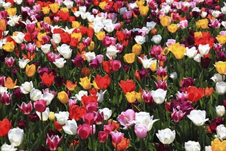 Many colourful tulips in one area