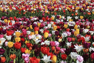 Many colourful tulips in one area