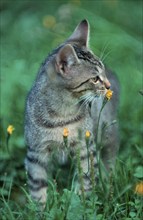 Domestic cat (mammals) (animals) (pet) (short-haired) (outside) (outdoor) (meadow) (flowers)